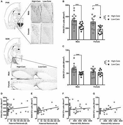 Paternal Care Impacts Oxytocin Expression in California Mouse Offspring and Basal Testosterone in Female, but Not Male Pups